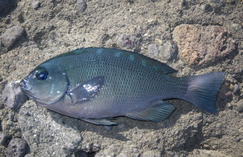 (ー_ー)!!　　釣れません　　(ー_ー)!!