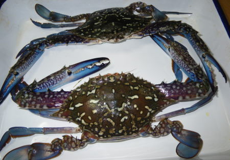 ♪♪　日本海にも　ガザミがおるんや　♪♪