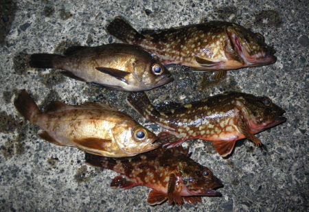 ♪♪　やっと今年の初釣り　（２月２日のわずか３時間）　♪♪