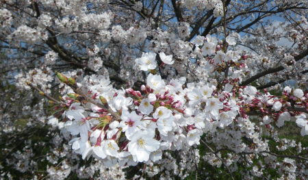 ♪♪♪　桜前線　今　真っ盛り　♪♪♪