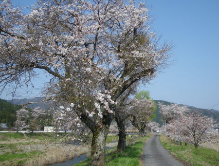 ♪♪♪　桜前線　今　真っ盛り　♪♪♪