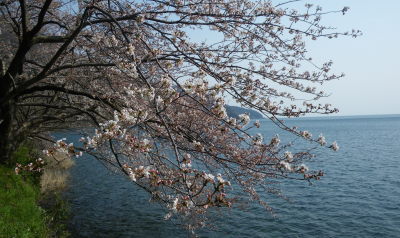 ♪♪♪　桜前線　今　真っ盛り　♪♪♪