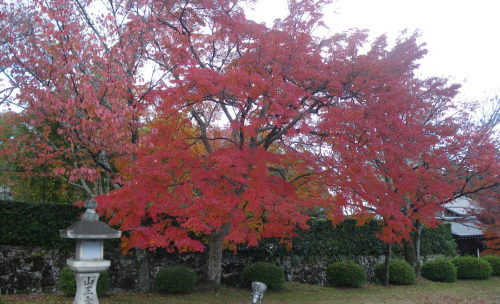 ♪♪　今　こちらは紅葉真っ盛り　♪♪