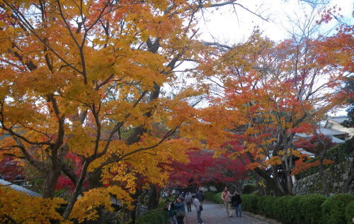 ♪♪　今　こちらは紅葉真っ盛り　♪♪