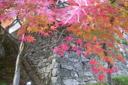 ♪♪　今　こちらは紅葉真っ盛り　♪♪
