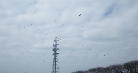 ★★ 突然の大量カラス出没にお手上げ　★★