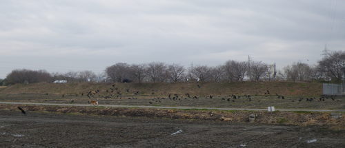 ★★ 突然の大量カラス出没にお手上げ　★★