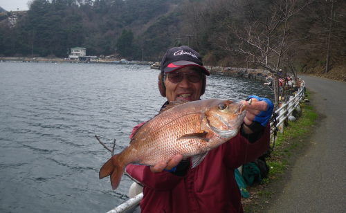 ♪♪　ルア～でこのサイズのマダイは久しぶり　♪♪