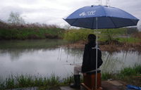 ♪♪　やっと待ちに待った　ヘラブナののっ込み始まる　♪♪ 2015/04/20 07:30:00