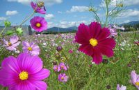 ♪♪　秋ですねぇ～～～～～　♪♪ 2015/10/08 22:44:39