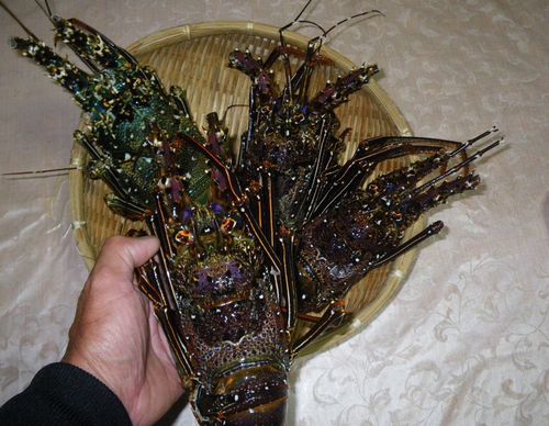 ♪♪ 　やったぁ～～～～　沖縄高級魚　ゲット　♪♪