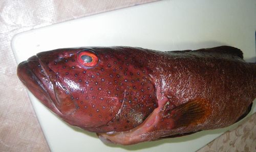 ♪♪ 　やったぁ～～～～　沖縄高級魚　ゲット　♪♪