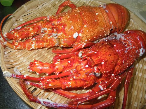 ♪♪  頂いたイセエビで豪華ディナー　♪♪