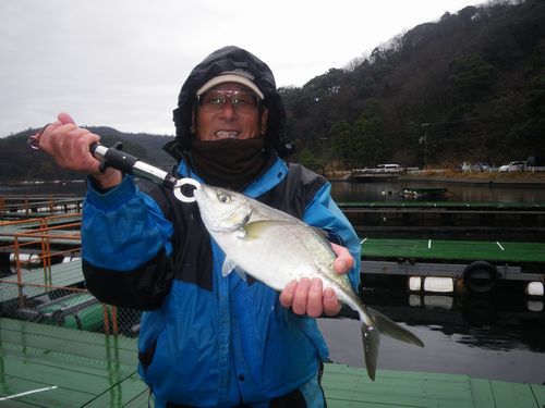 ♪♪  正月に備え　マダイゲット　♪♪