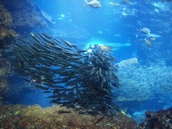 ♪♪　やっぱ　美ら海水族館が一番ですね　 ♪♪