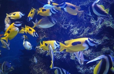 ♪♪　やっぱ　美ら海水族館が一番ですね　 ♪♪