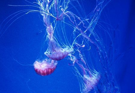 ♪♪　やっぱ　美ら海水族館が一番ですね　 ♪♪