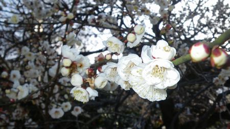 ♪♪  必死で　神頼み　♪♪