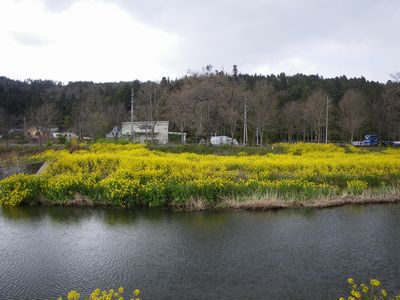 ♪♪　やっと春がそこまで　・・・・・・・　か　♪♪