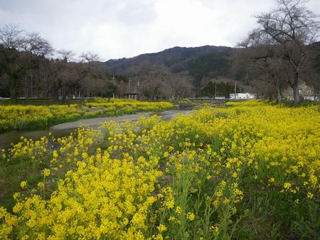 ♪♪　やっと春がそこまで　・・・・・・・　か　♪♪