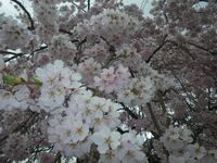 ♪♪ 　私の一押し　さくら見　と言えばここ・・・　♪♪ 2016/04/08 23:01:00