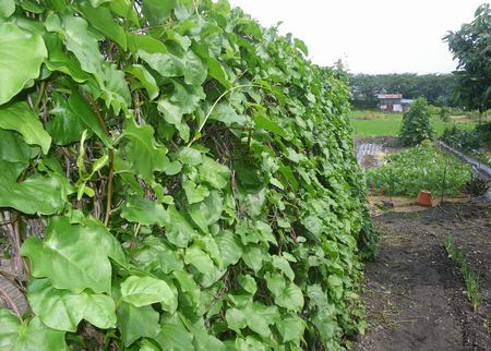 ♪♪　沖縄野菜　重宝してます　♪♪