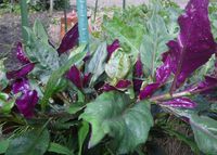♪♪　沖縄野菜　重宝してます　♪♪ 2016/07/07 13:13:32