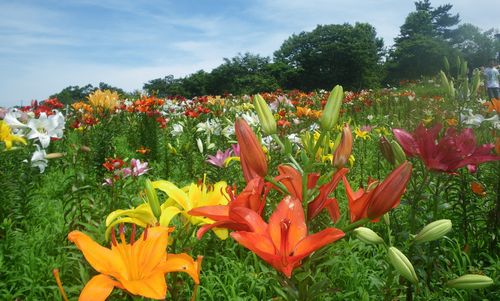 ♪♪ 　250万輪の　ゆり　の花に癒されてきました　♪♪