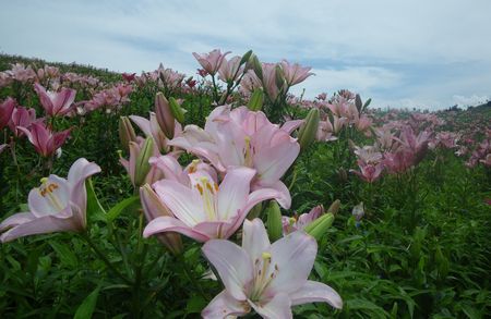 ♪♪ 　250万輪の　ゆり　の花に癒されてきました　♪♪