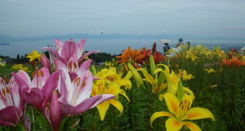 ♪♪ 　250万輪の　ゆり　の花に癒されてきました　♪♪