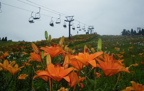 ♪♪ 　250万輪の　ゆり　の花に癒されてきました　♪♪