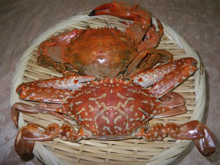 ♪♪  先日持ち帰りのワタリガニ　結構いけます   ♪♪
