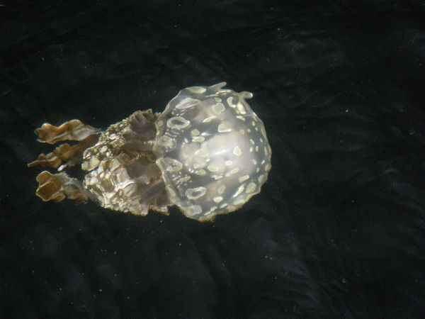 ♪♪ 　こんな生き物に癒されてきました　♪♪