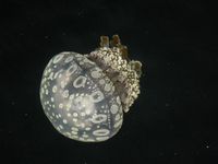 ♪♪ 　こんな生き物に癒されてきました　♪♪