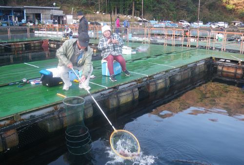 ♪♪ 　年末恒例　釣堀での釣果　♪♪