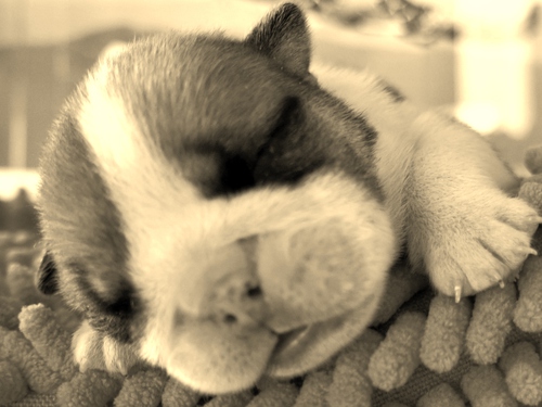 Sweet Dreams