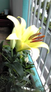 恵みの雨 2010/05/14 16:26:20
