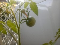 トマト 2010/06/21 16:28:48
