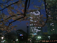 桜レポートその一 2010/04/04 16:41:20