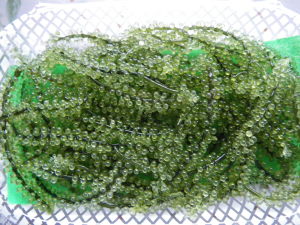 ♪♪　最近　魚が釣れないからとっと魚屋さんで　♪♪