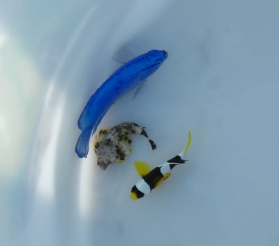 ♪♪　我が家の水槽に　５匹が仲間入り　♪♪