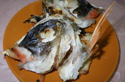 　∞∞　嵐の前の静けさか　現在無風状態の釣り日和　∞∞