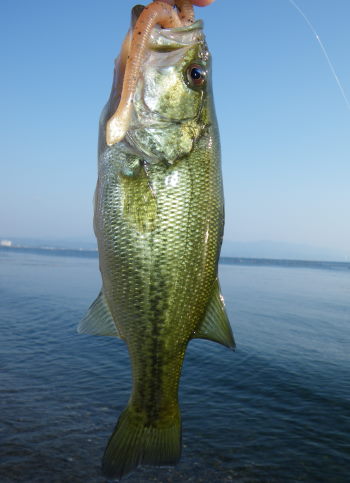 ♪♪　バス釣りに対する考え方　難しいですね　♪♪