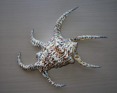 ♪♪　西表島からのお土産は、私の宝物　♪♪