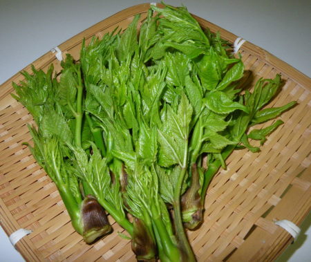 ♪♪　今年はもう食べられないと思っていたら　♪♪