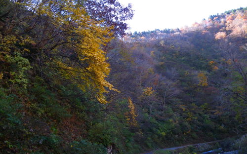 ♪♪　もう湖北の山の紅葉は終わりです。　紅葉第４弾　♪♪