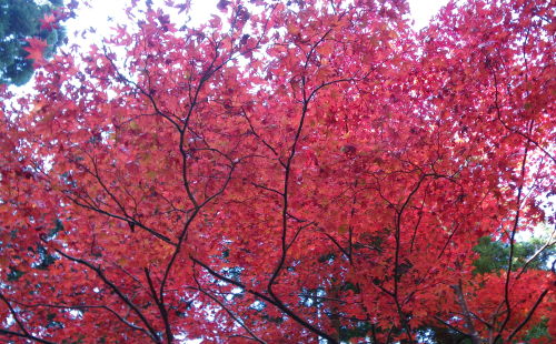 ♪♪　今　鶏足寺の紅葉真っ最中　第３弾　♪♪