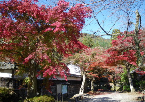 ♪♪　もう湖北の山の紅葉は終わりです。　紅葉第４弾　♪♪