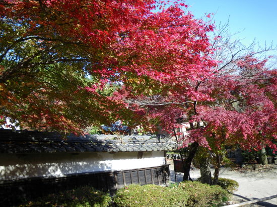 ♪♪　もう湖北の山の紅葉は終わりです。　紅葉第４弾　♪♪