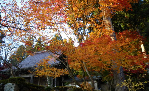 ♪♪　今　鶏足寺の紅葉真っ最中　第３弾　♪♪